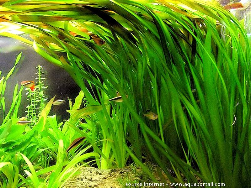 plante aquarium vallisneria