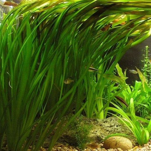 plante aquarium vallisneria