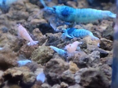 Crevettes Blue Bolt