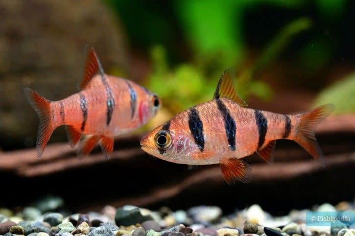 Poissons barbus vert , tetrazona , pentazona , Odessa ,tetrazona albinos ,cerise