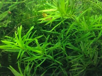 plantes d aquarium et autres