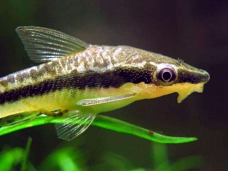 Poissons Otocinclus vittatus