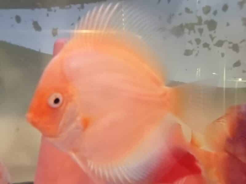 Discus