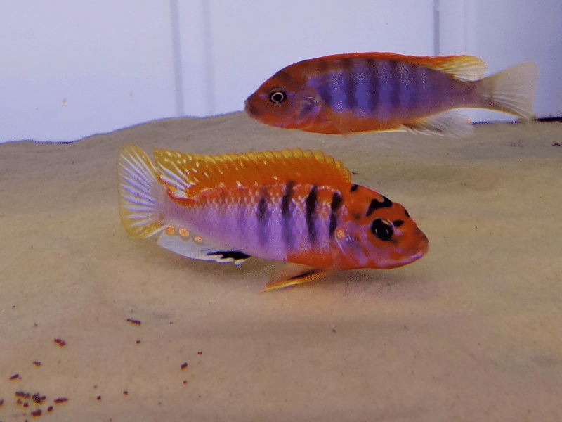 Labidochromis hongi red top, Labidochromis careleus