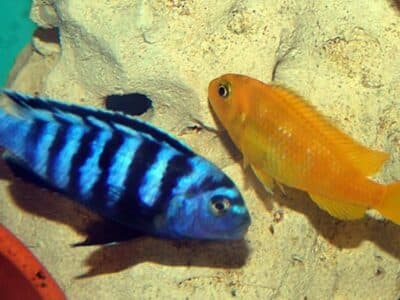 Cichlides malawi Pseudotropheus saulosi , crabro ,lombardoi