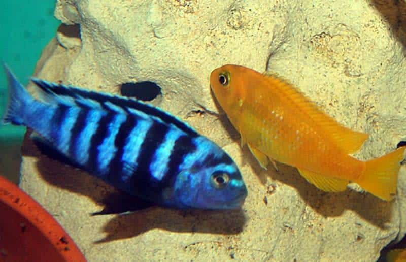 Cichlides malawi Pseudotropheus saulosi , crabro ,lombardoi