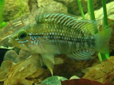 apistogramma ortegai