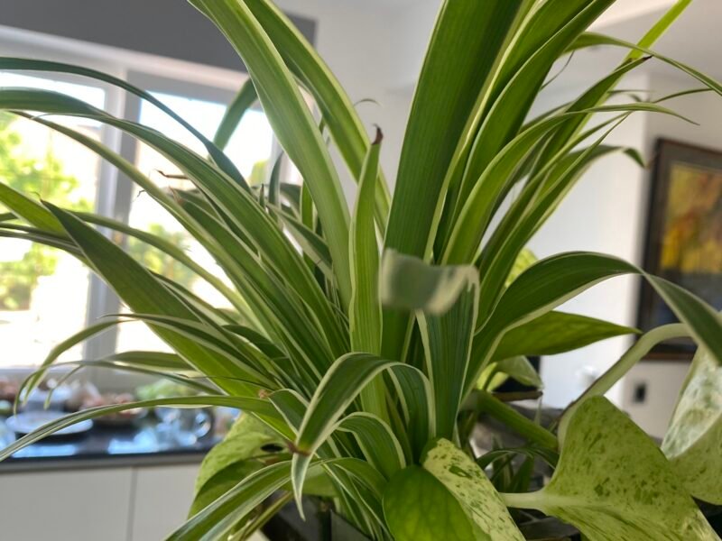 plantes d aquarium et autres