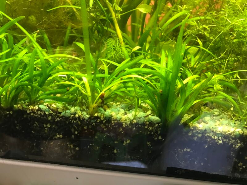 plantes d aquarium et autres