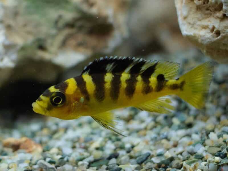 Cichlides malawi Pseudotropheus saulosi , crabro ,lombardoi