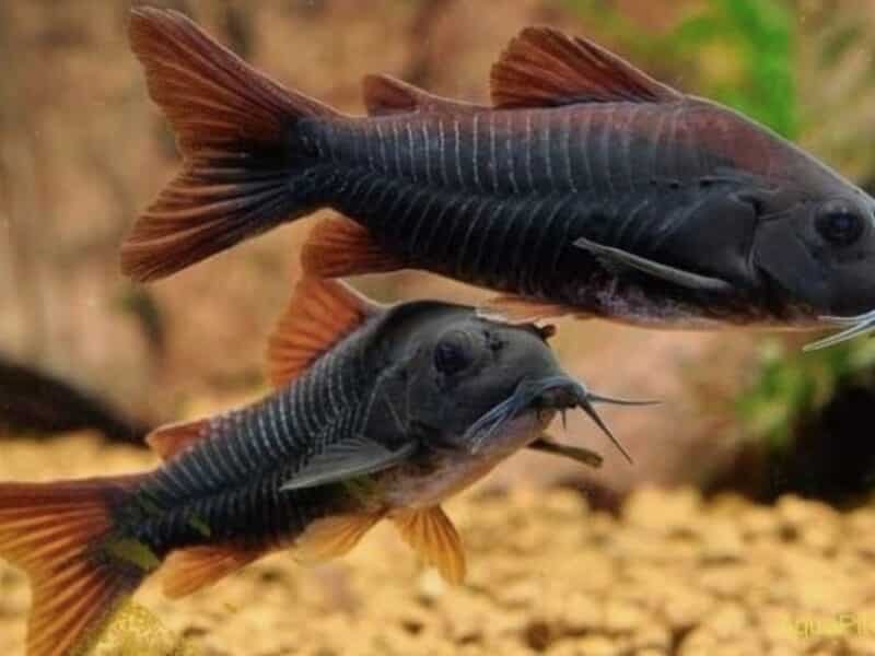 Poissons corydoras panda , sterbai, Venezuela black, albinos , aenus , paleatus