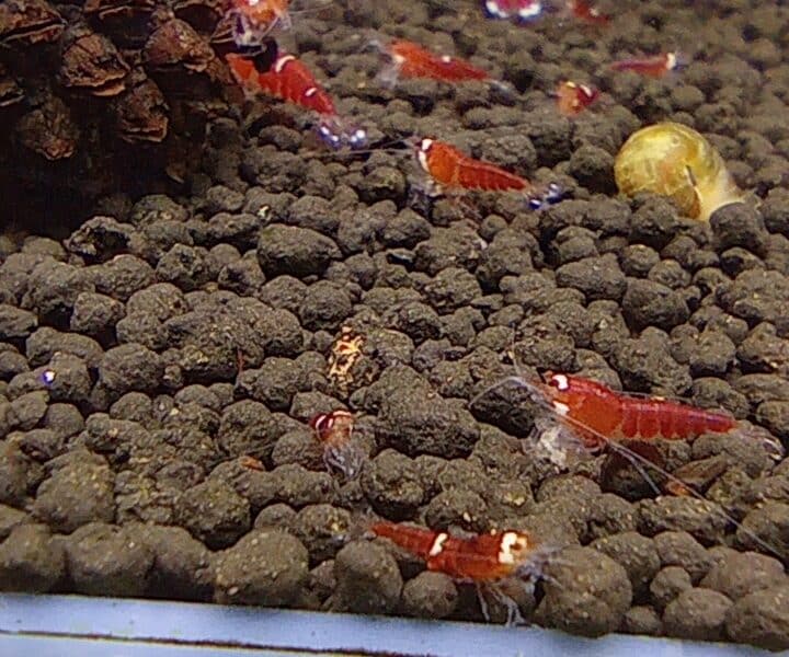 Crevettes Super red crystal