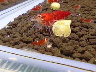 Crevettes Super red crystal