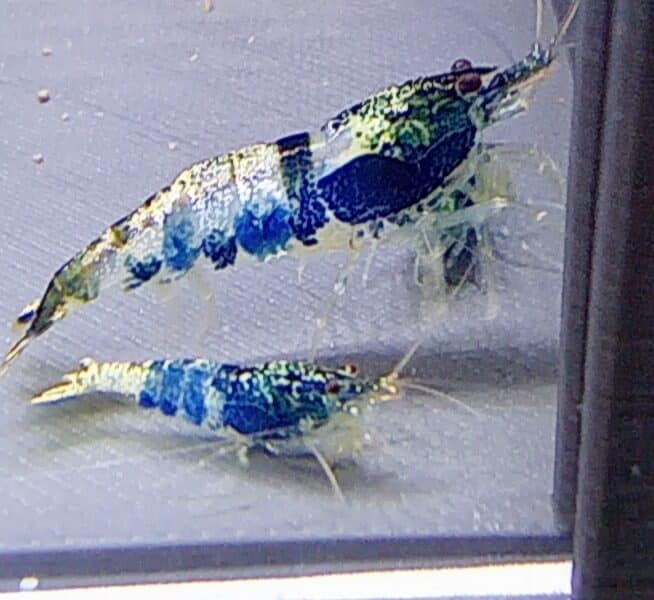 Crevettes Crazy blue