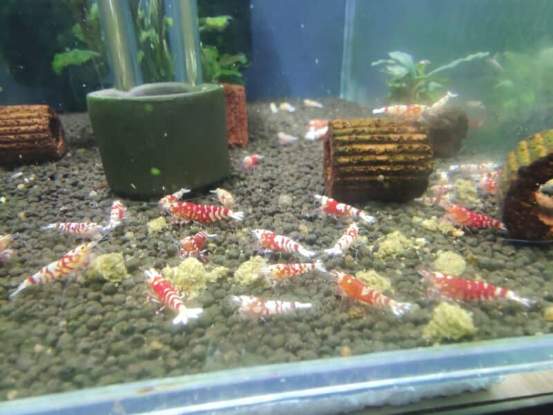 Caridina fancy red tiger