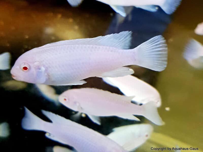 Poissons cichlides malawi Pseudotropheus maingano , perspicaux ndubi ,socolofi albinos