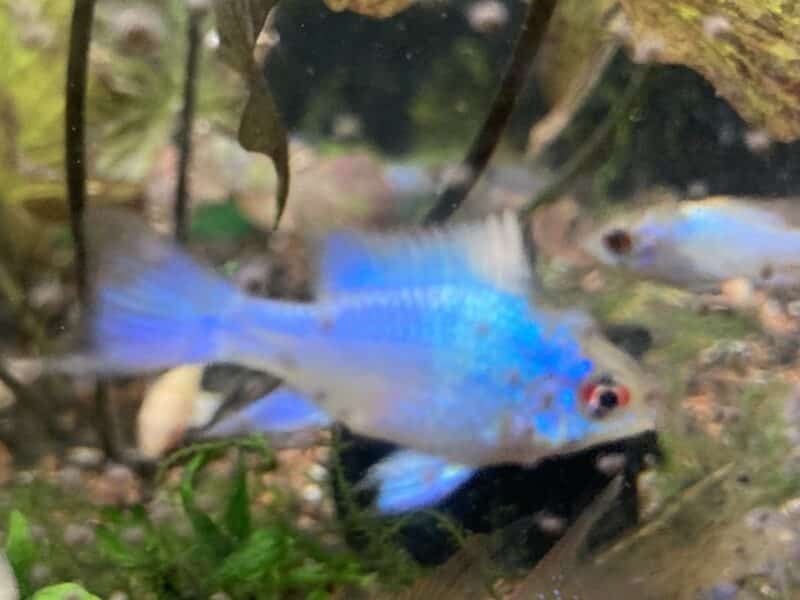 Ramirezi super bleu