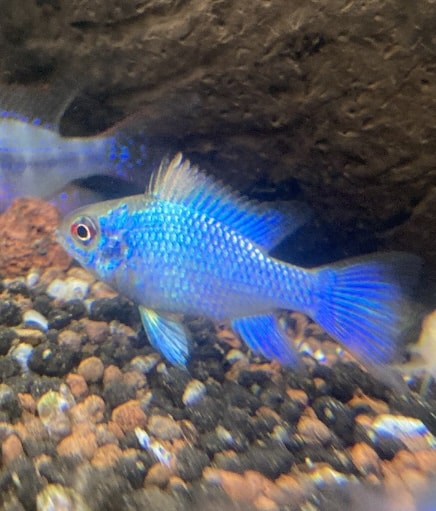 Ramirezi super bleu