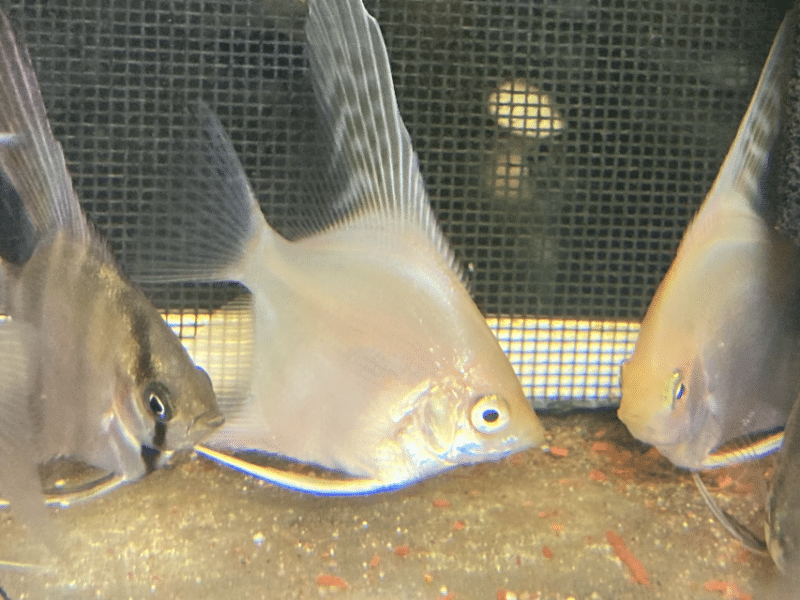 Poissons scalaires