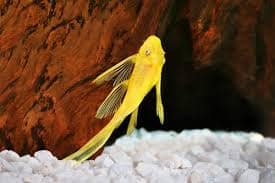 Poissons ancistrus gold long fin