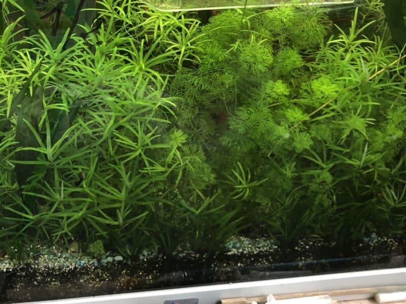 plantes d aquarium et autres