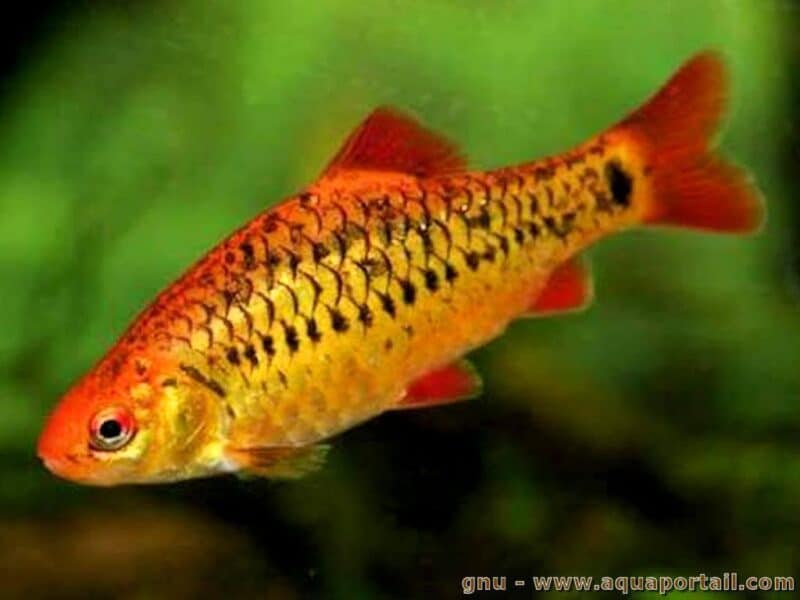 Poissons barbus vert , tetrazona , pentazona , Odessa ,tetrazona albinos ,cerise