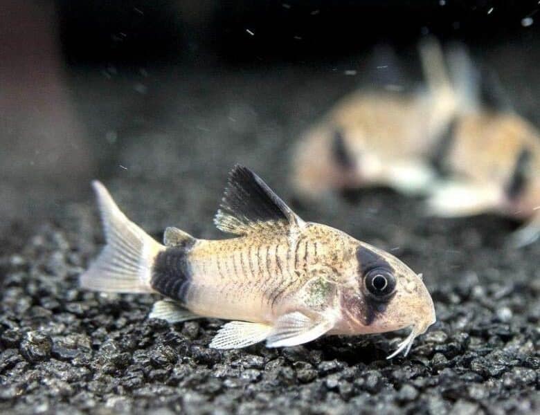 Poissons corydoras panda , Venezuela, sterbai, paleatus , albinos, aenus , pigmeus