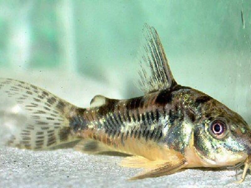 Poissons corydoras panda , Venezuela, sterbai, paleatus , albinos, aenus , pigmeus