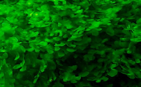 Crevettes forme sauvage plantes escargots et autres pour aquarium