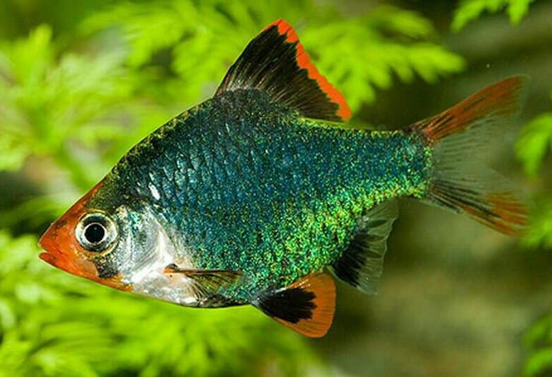 Poissons barbus Sumatra vert, tetrazona,pentazona,schuberti, Odessa ,cerise