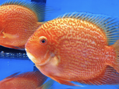 Severum red spotted