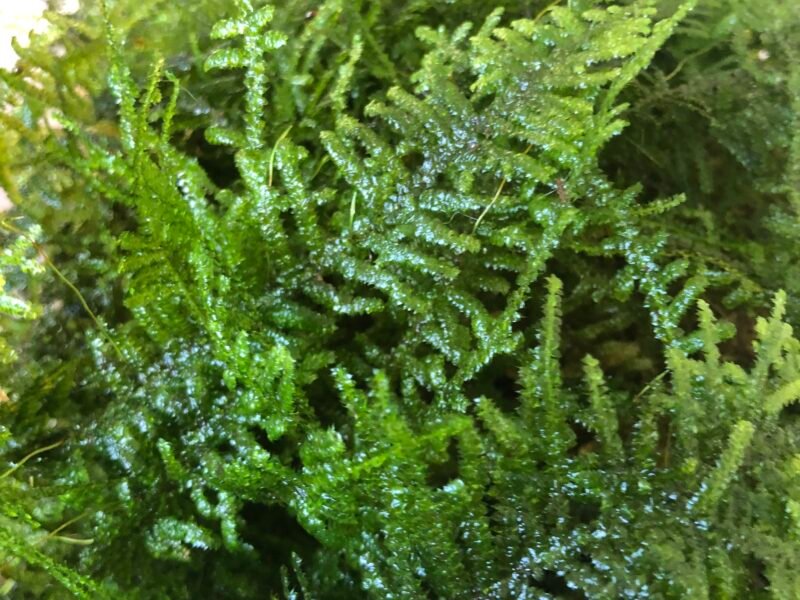 plantes d aquarium et autres