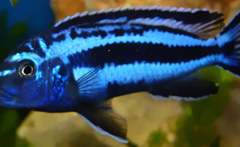 Poissons cichlides malawi Pseudotropheus maingano , perspicaux ndubi ,socolofi albinos