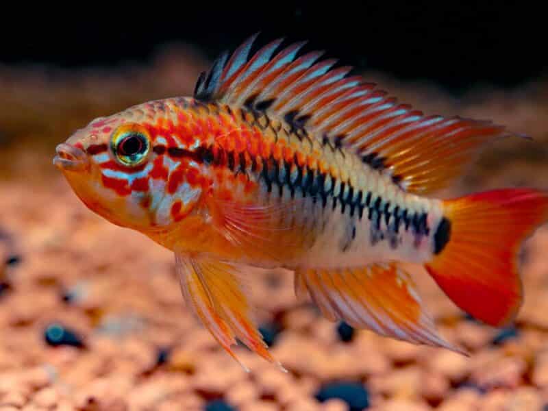 Poissons cichlides nains Apistogramma viejita super red ,hongsloi, boreli opal