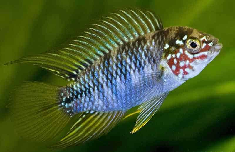 Poissons cichlides nains apistogramma viejita super red , boreli opal, cocadoit double red