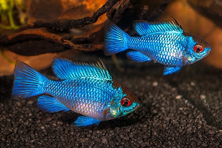 Ramirezi bleu , gold , black , microgeophagus