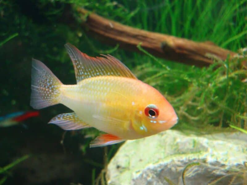 Ramirezi bleu , gold , black , microgeophagus