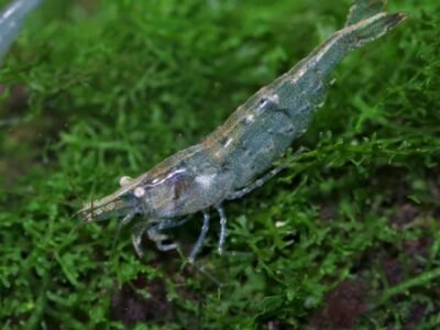 Crevettes forme sauvage plantes escargots et autres pour aquarium