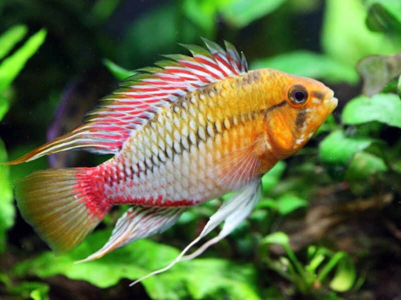 Poissons cichlides nains Apistogramma viejita super red ,hongsloi, boreli opal