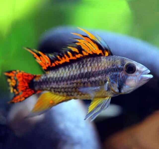 Poissons cichlides nains apistogramma viejita super red , boreli opal, cocadoit double red