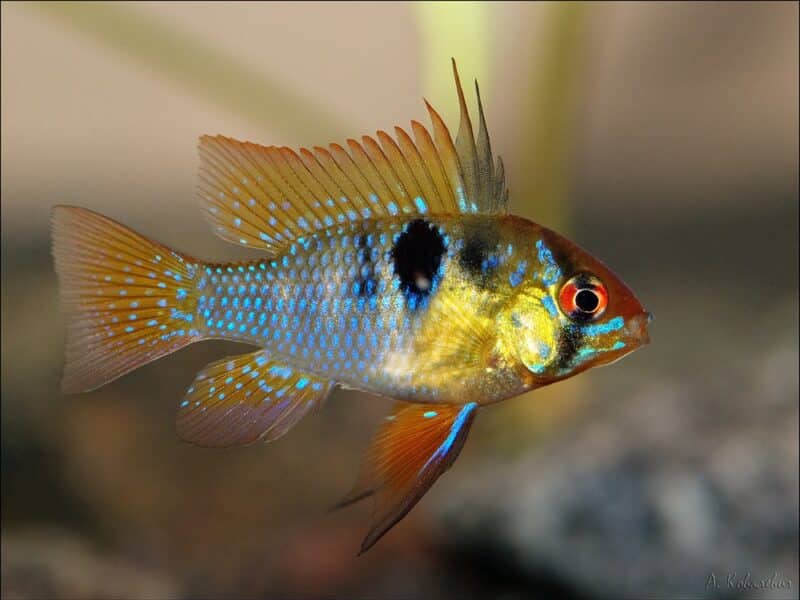 Poissons cichlides nains ramirezi super bleu, gold , microgeophagus, black