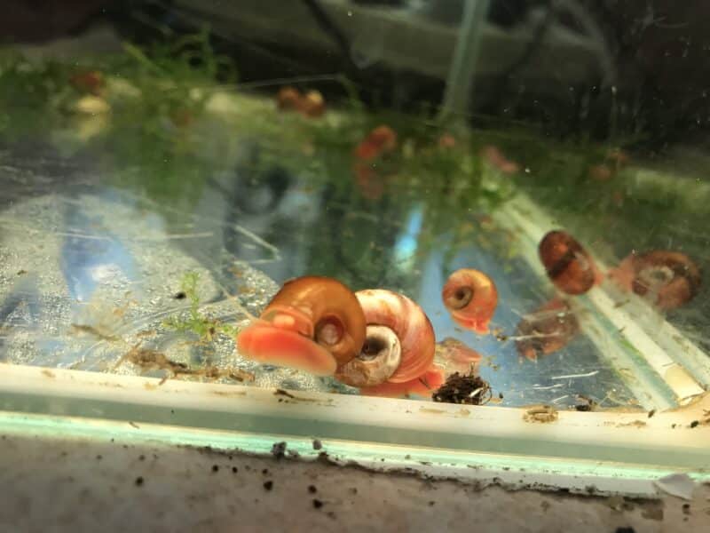 Crevettes forme sauvage et autres pour aquarium