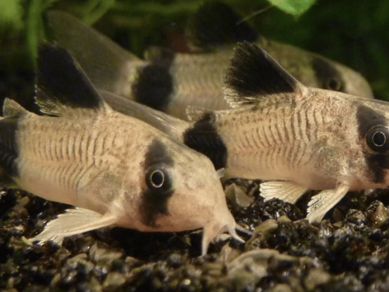 Poissons corydoras panda , Venezuela, sterbai, paleatus , albinos, aenus , pigmeus