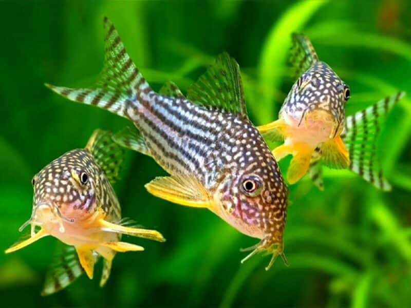 Poissons corydoras Venezuela black, sterbai, panda ,aenus , paleatus, albinos