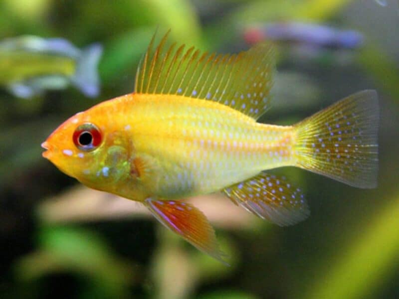 Ramirezi bleu , gold , black , microgeophagus