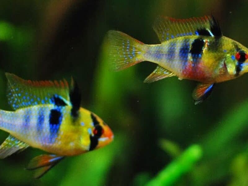 Poissons cichlides nains ramirezi super bleu, gold , microgeophagus, black