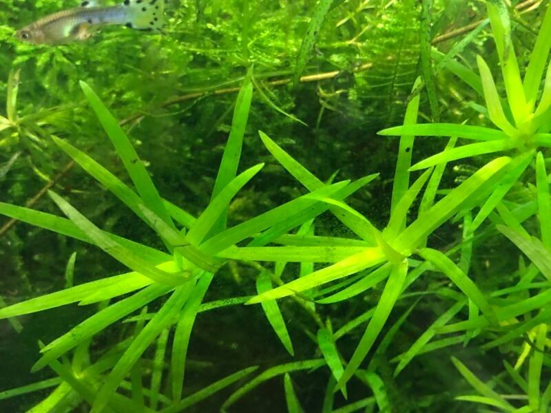 Crevettes forme sauvage plantes escargots et autres pour aquarium