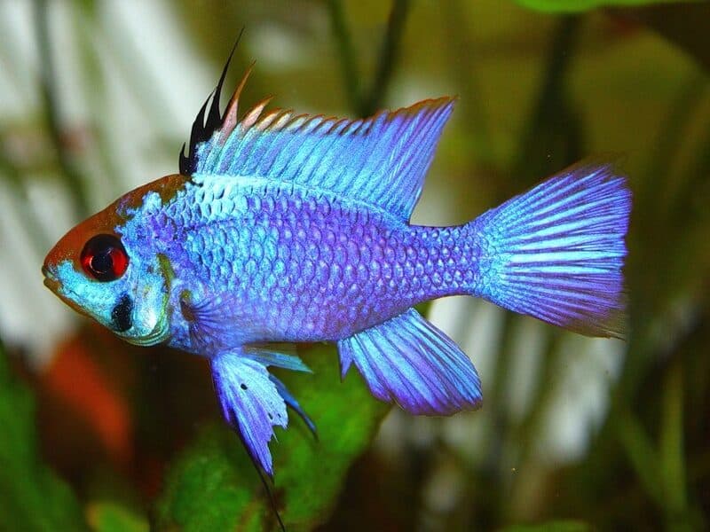 Ramirezi bleu , gold , black , microgeophagus