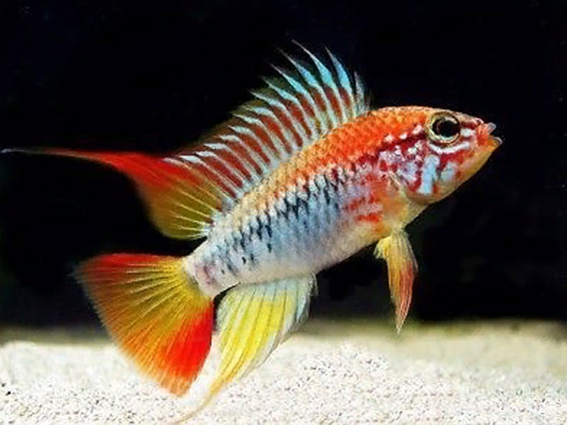 Poissons cichlides nains apistogramma cocadoit, viejita super red , boreli opal, hongsloi , agasizi fire red ,trifasiata