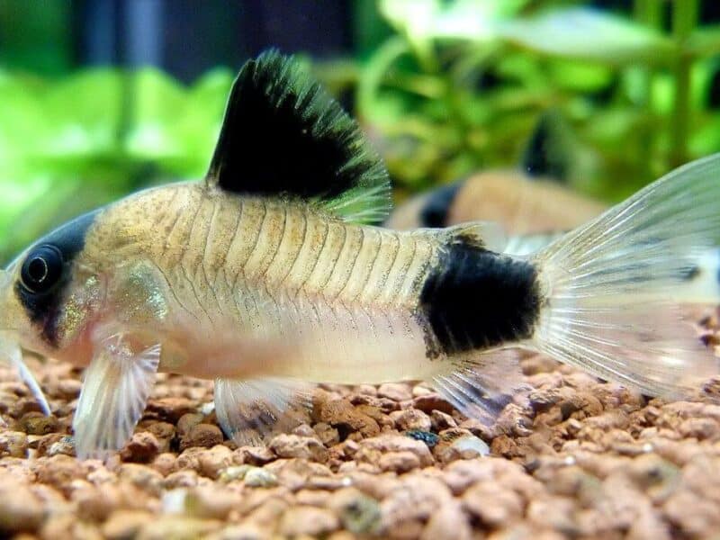 Poissons corydoras panda , sterbai, Venezuela black, albinos , aenus , paleatus